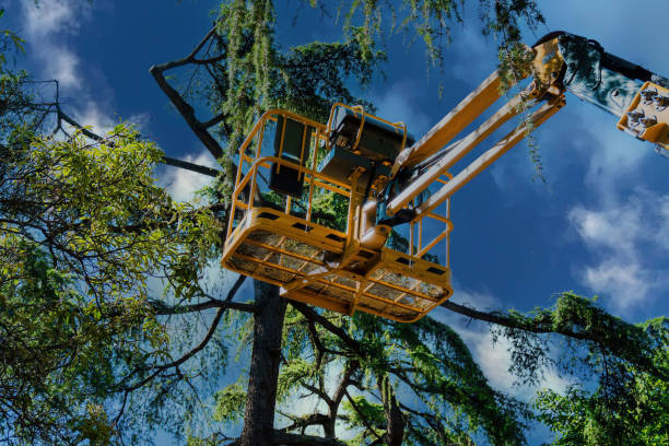 Best Tree Removal Services  in Deland, FL